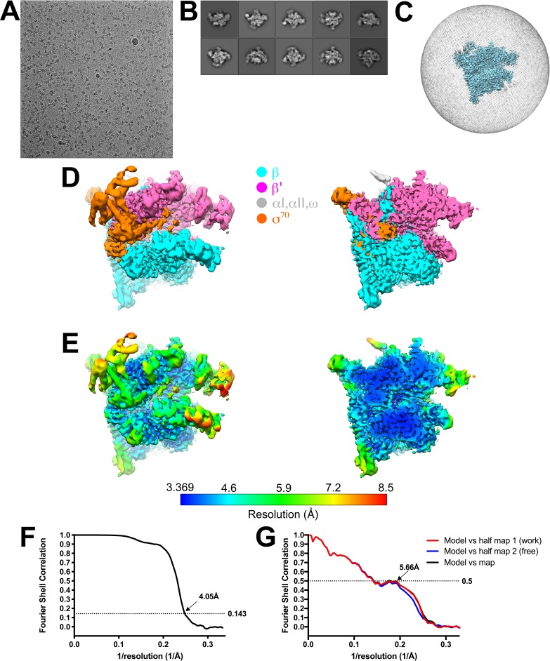 Figure 1—figure supplement 4.