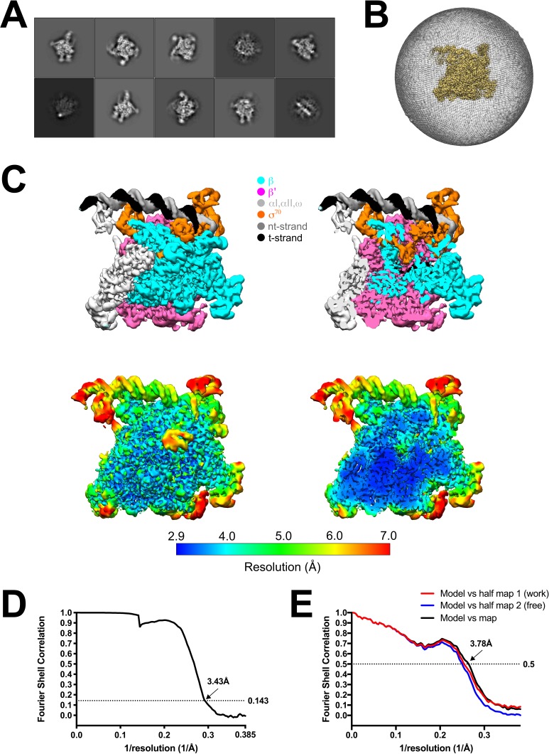 Figure 2—figure supplement 2.