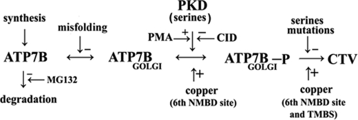 SCHEME 1.