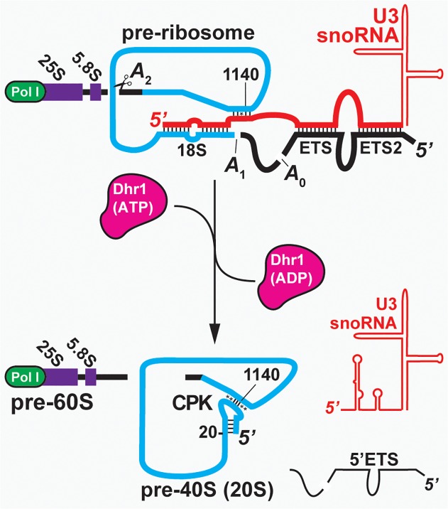 Fig 1