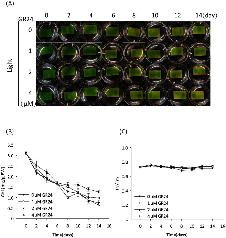 Fig. 1. GR24 displayed no effect on the senescence of detached bamboo leaf segments cultured under a light condition. (A) Time course of representative leaf segments with or without GR24 treatment. (B) Time course of the chlorophyll (Chl) content of leaf segments with or without GR24 treatment. Error bars indicate±SD, n=3. (C) Time course of photosynthesis efficiency (represented by Fv/Fm) of leaf segments with or without GR24 treatment. Error bars indicate±SD, n=3. The GR24 mentioned here stands for racemic GR24.