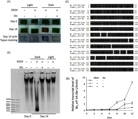 Fig. 5. Treatment with GR24 triggered cell death, which is alleviated by co-treatment with Glc. (A) Trypan blue staining was performed to detect the cell death of leaf segments with treatment of GR24 (2 µM) or co-treatment of GR24 (2 µM) and Glc (0.8%) under a light or dark condition on day 14. (B) Electrophoresis was performed to check the degradation of genomic DNA. (C) Homology analysis of cDNAs from B. oldhamii and a tomato (Solanum lycopersicum). Bo_eIF-5A-like displays over 98% similarity to tomato_eIF-5A. (D) Real-time RT-PCR analysis was performed to monitor transcript levels of the Bo_eIF-5A-like of leaf segments with a treatment of GR24 (2 µM) or co-treatment of GR24 (2 µM) and Glc (0.8%) under a dark condition. Error bars indicate±SD, n=3.