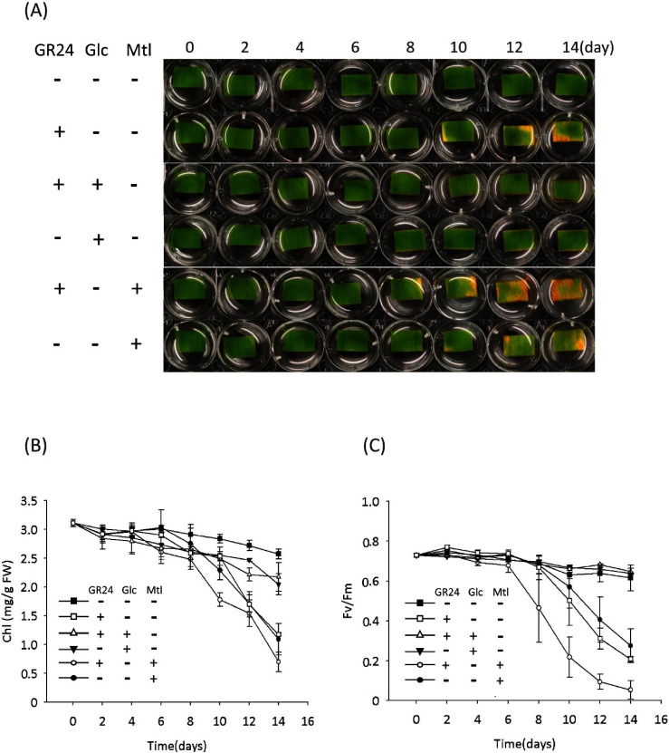 Fig. 3. Glucose (Glc) antagonized the GR24-induced senescence of detached bamboo leaf segments cultured under a dark condition. (A) Time course of representative leaf segments with treatment of GR24 (2 µM) or co-treatment of GR24 (2 µM) with 0.8% Glc or 0.8% mannitol (Mtl) as an osmotic control. (B) Time course of the chlorophyll (Chl) content of leaf segments with treatment of GR24 (2 µM) or co-treatment of GR24 (2 µM) with 0.8% Glc or 0.8% mannitol (Mtl) as an osmotic control. Error bars indicate±SD, n=3. (C) Time course of photosynthesis efficiency (represented by Fv/Fm) of leaf segments with treatment of GR24 (2 µM) or co-treatment of GR24 (2 µM) with 0.8% Glc or 0.8% mannitol (Mtl) as an osmotic control. Error bars indicate±SD, n=3.