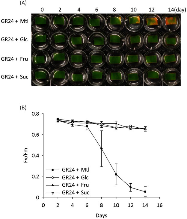 Fig. 4. Sugars antagonized the GR24-induced senescence of detached bamboo leaf segments cultured under a dark condition. (A) Time course of representative leaf segments with treatment of GR24 (2 µM) or co-treatment of GR24 (2 µM) with sugar (0.8% glucose, 0.8% fructose, or 1.6% sucrose) or 0.8% mannitol (Mtl) as an osmotic control. (B) Time course of the chlorophyll (Chl) content of leaf segments with treatment of GR24 (2 µM) or co-treatment of GR24 (2 µM) with 0.8% Glc or 0.8% mannitol (Mtl) as an osmotic control. Error bars indicate±SD, n=3.