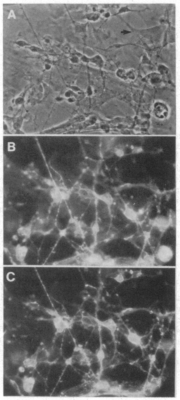 graphic file with name pnas00602-0284-a.jpg