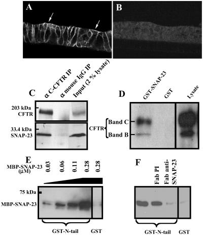 Fig 1.