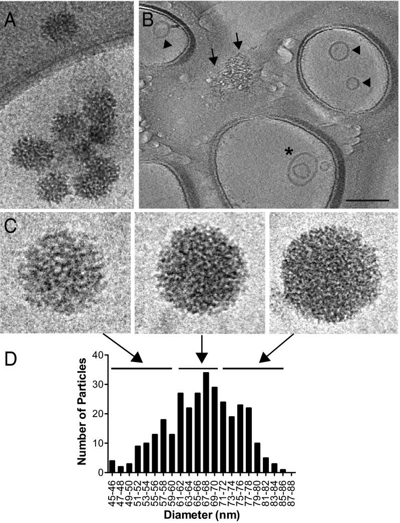 Fig. 5.