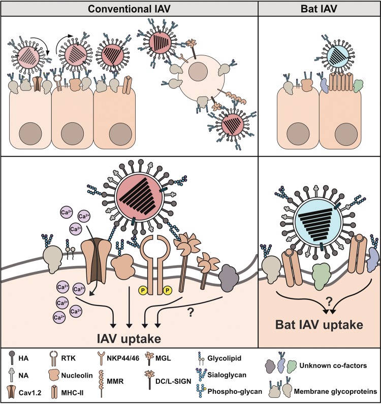 FIG 1