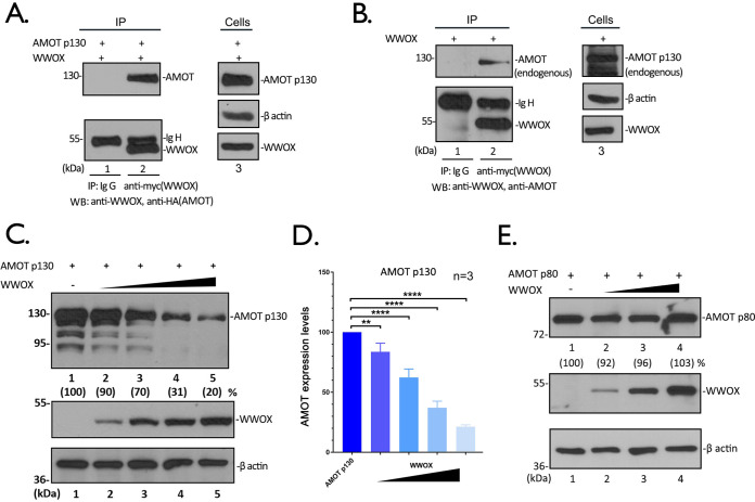 FIG 1