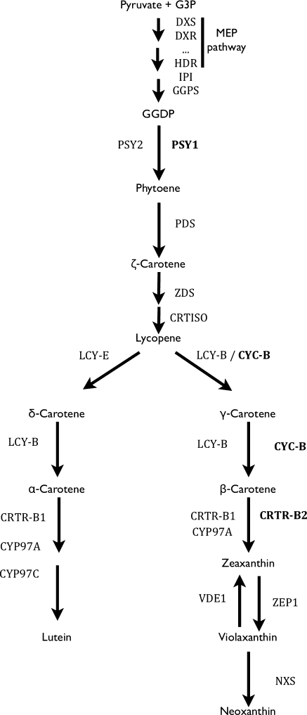 Fig. 1