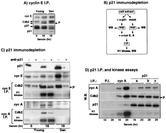 Differential Roles for Cyclin-Dependent Kinase Inhibitors p21 and p16 ...