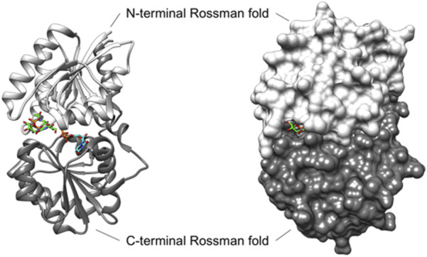 FIGURE 2