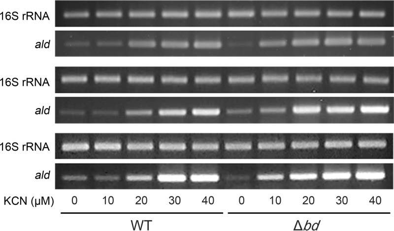 FIG 5