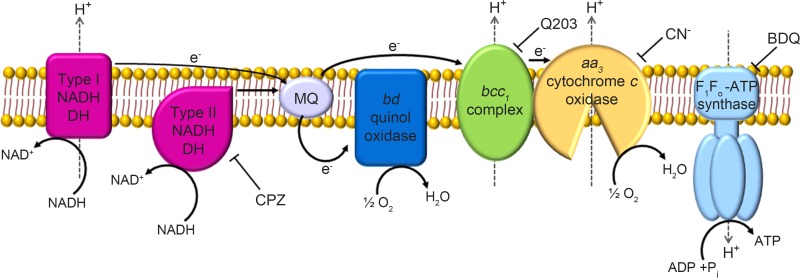 FIG 1