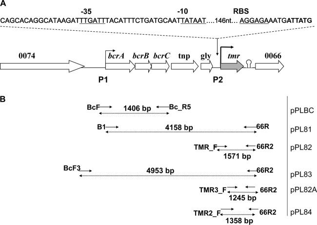 FIG 1