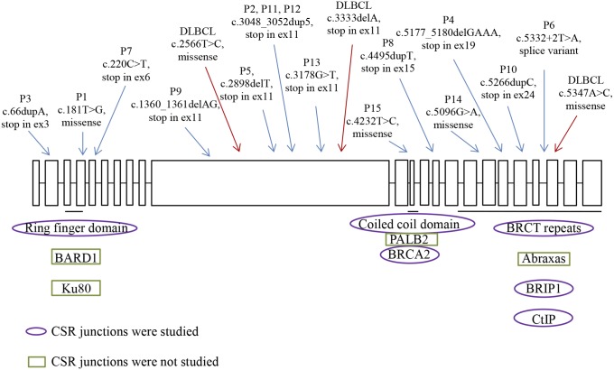 Fig. 1.