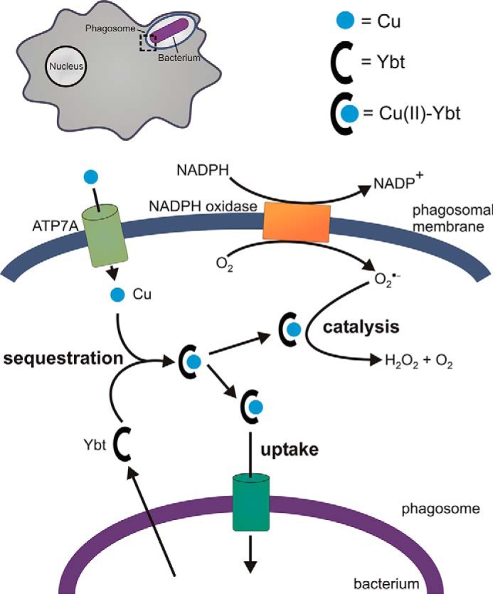 FIGURE 3.