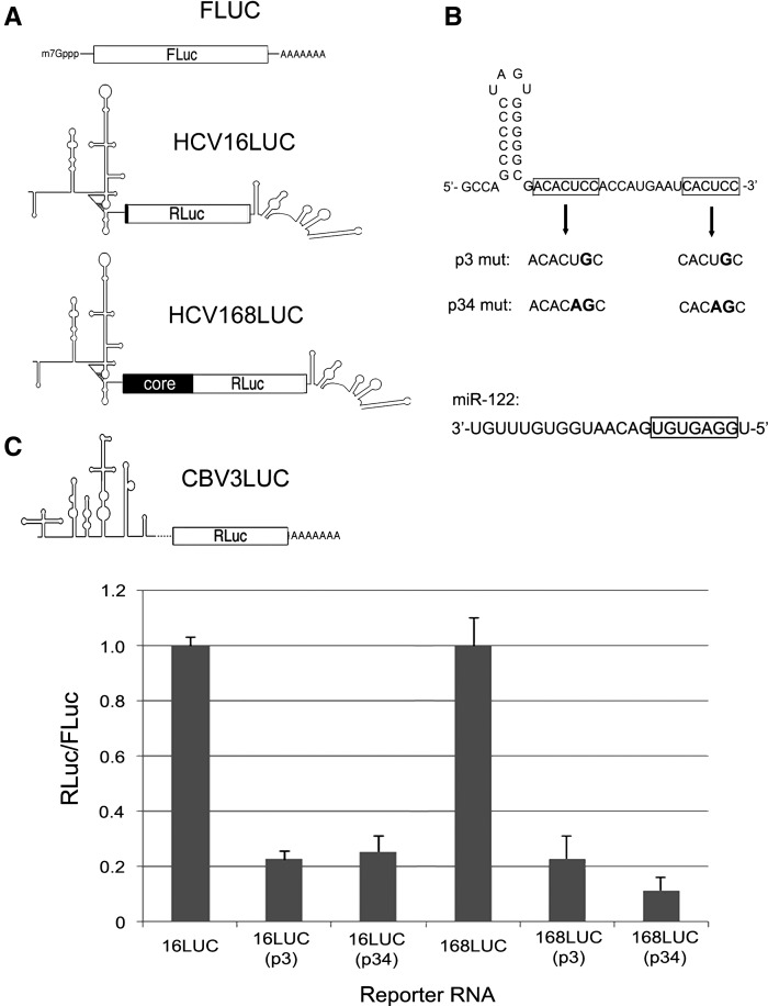 FIGURE 1.