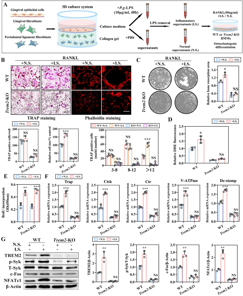 Trem2 mediated Syk-dependent ROS amplification is essential for ...