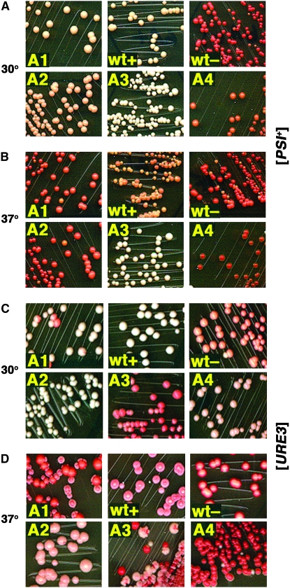 Figure 4.—