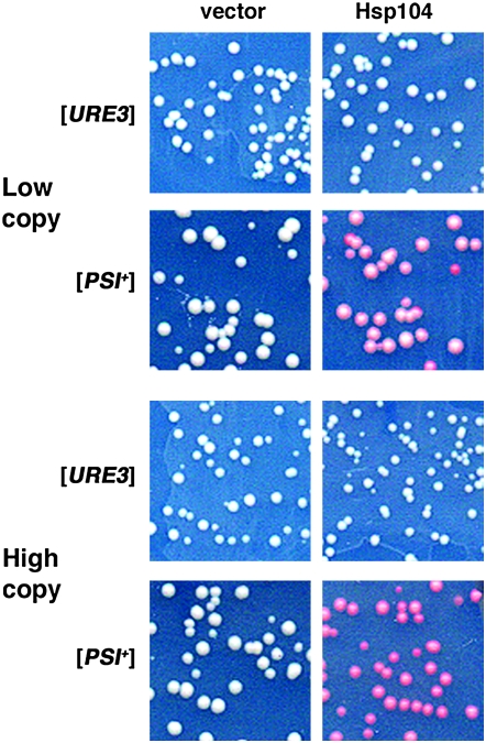 Figure 5.—