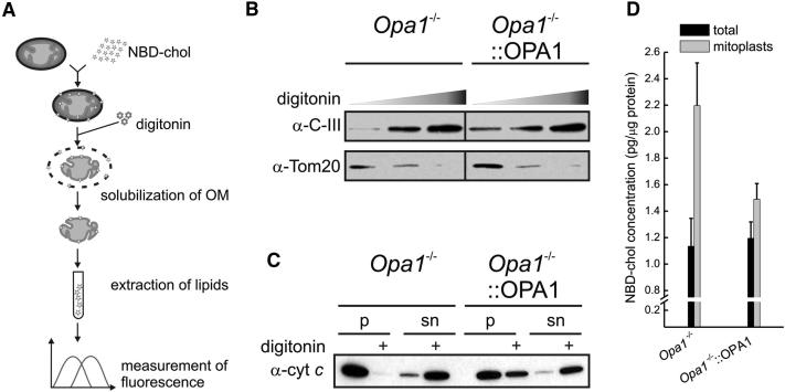 Figure 4