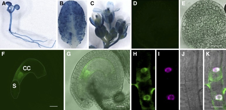 Figure 2.