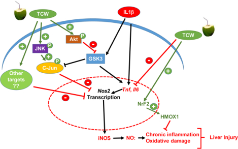 graphic file with name nihms-1542165-f0001.jpg