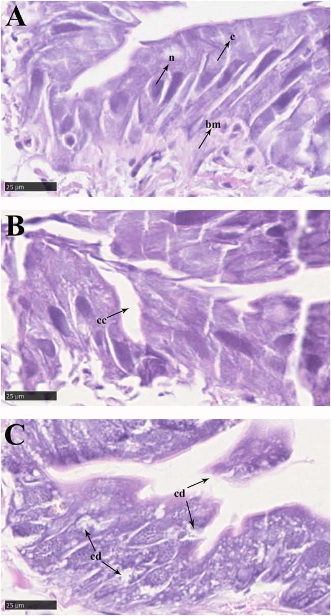 FIGURE 3