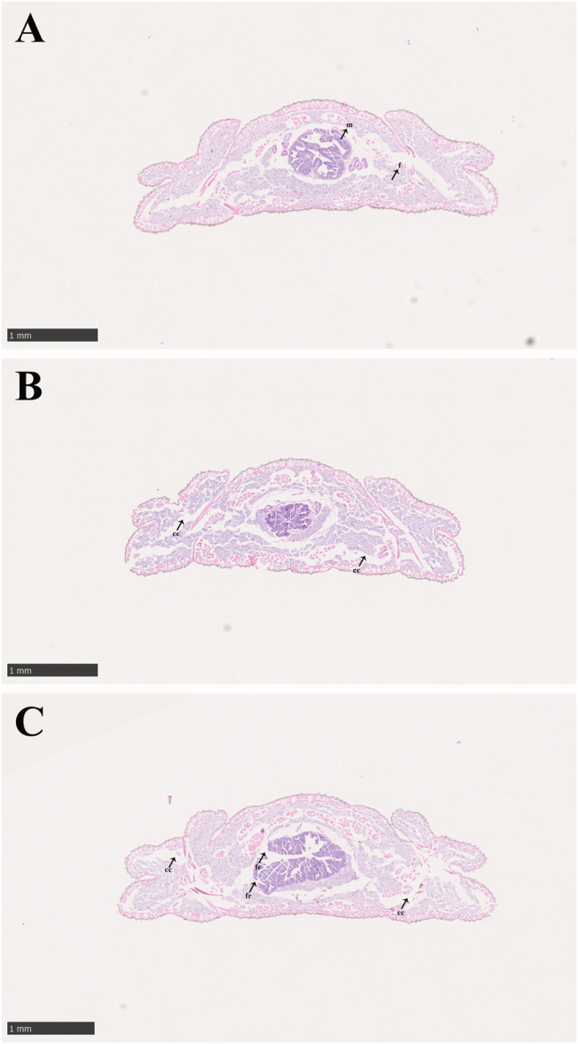 FIGURE 2