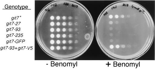 FIG. 7.