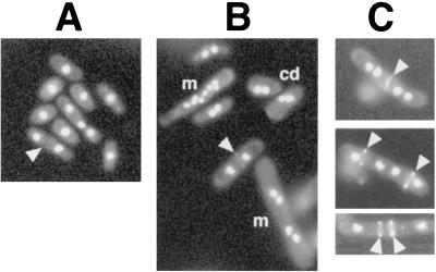 FIG. 5.