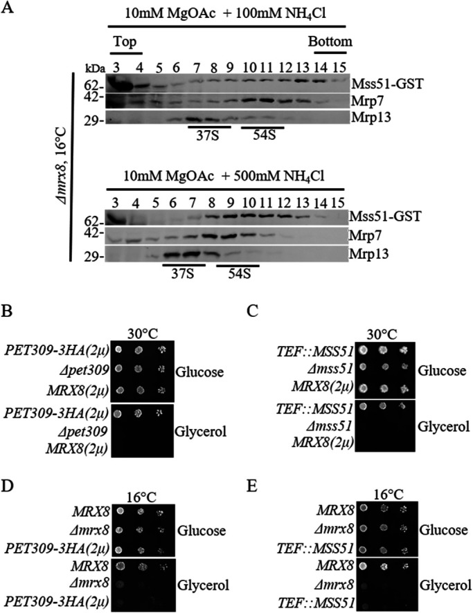 FIGURE 7: