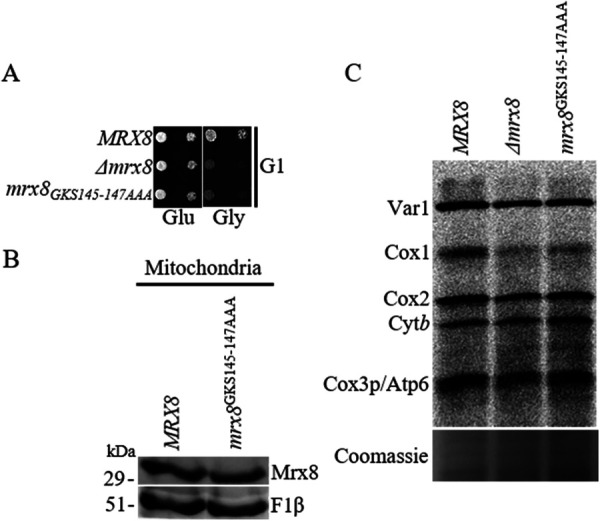 FIGURE 5: