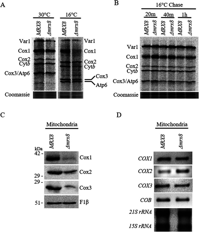 FIGURE 3: