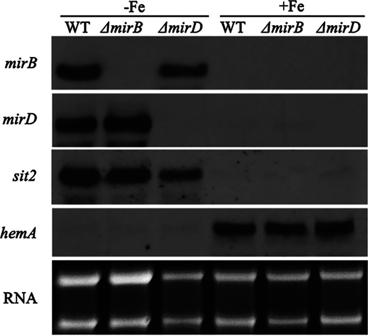 FIG 3