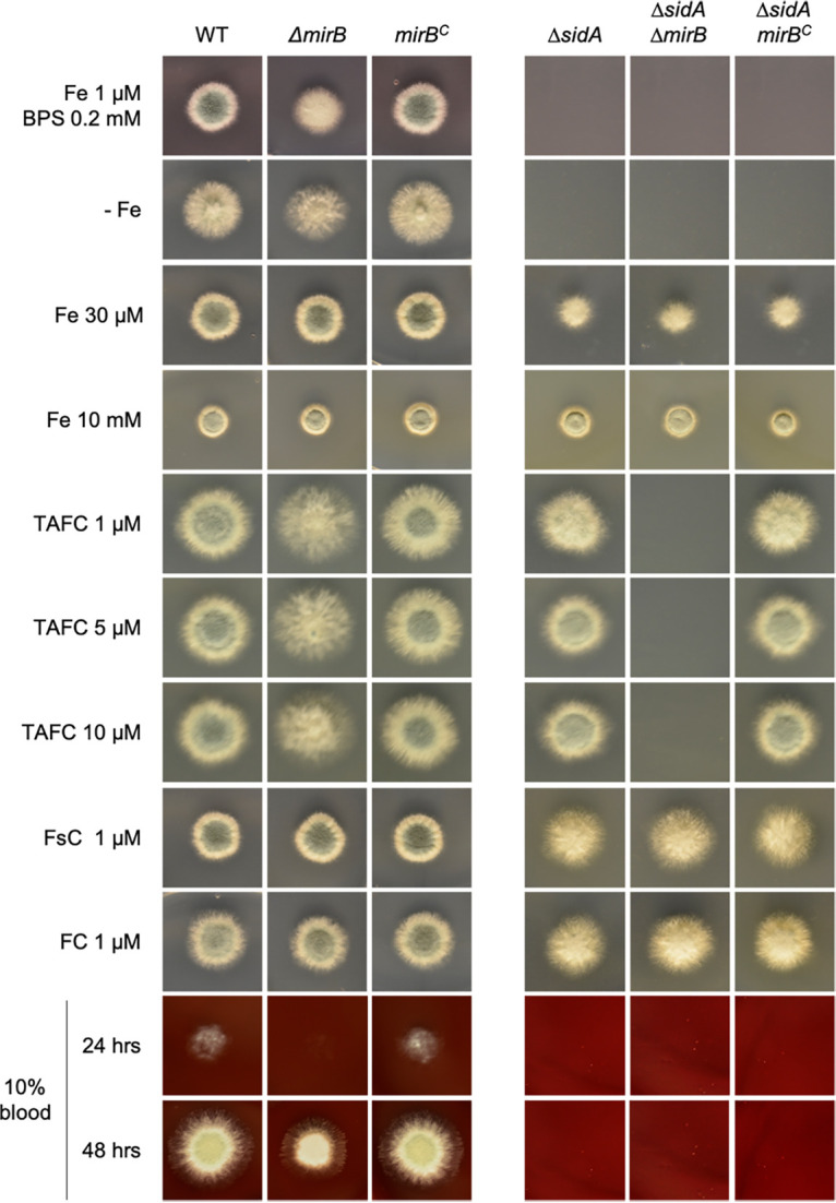 FIG 1