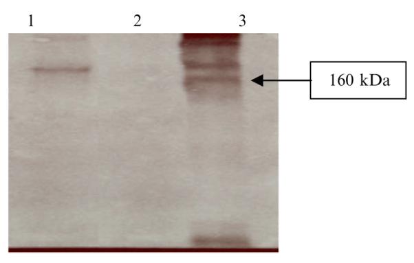 Fig. 14