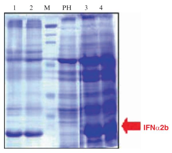 Fig. 10