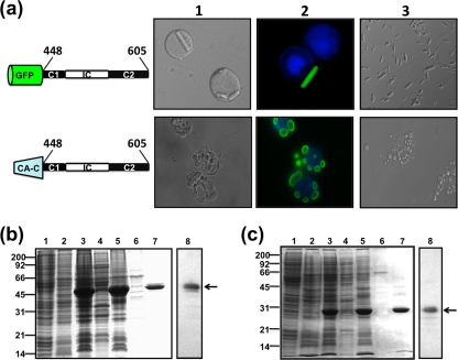 FIG. 7.