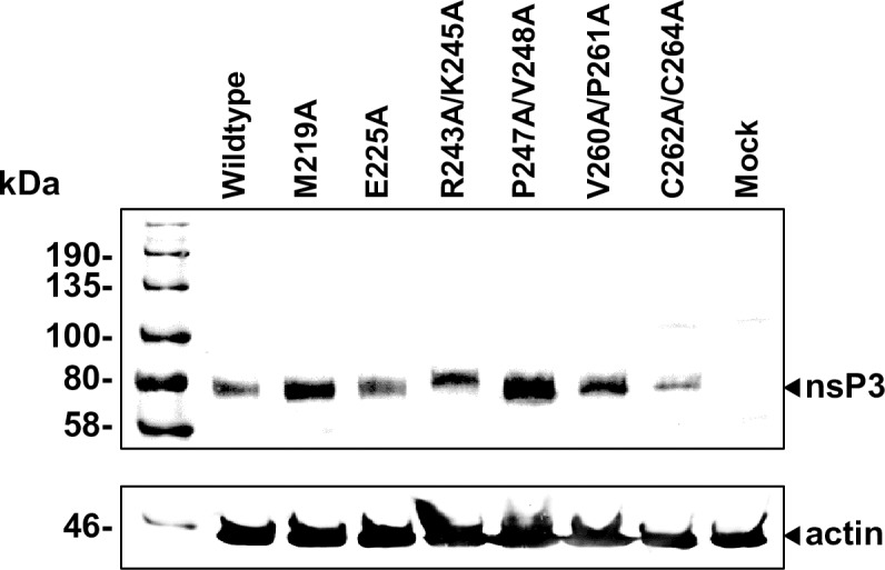 Fig 5