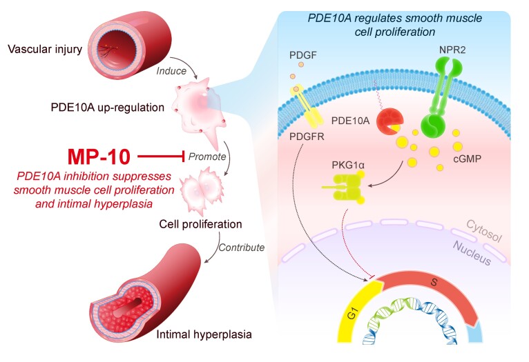 Graphical Abstract