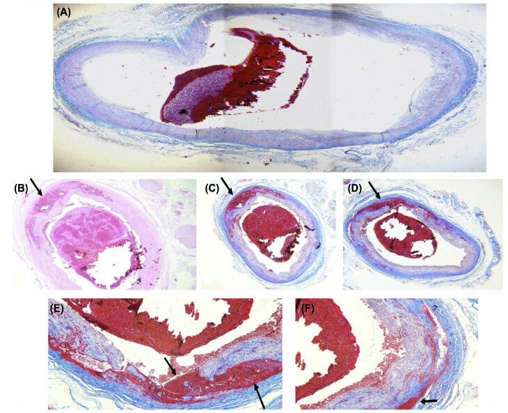 Fig. (7)