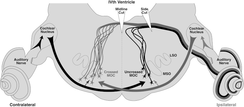 Fig. 10.