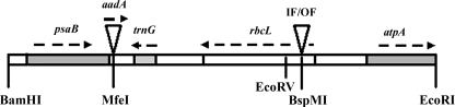 FIG. 1.