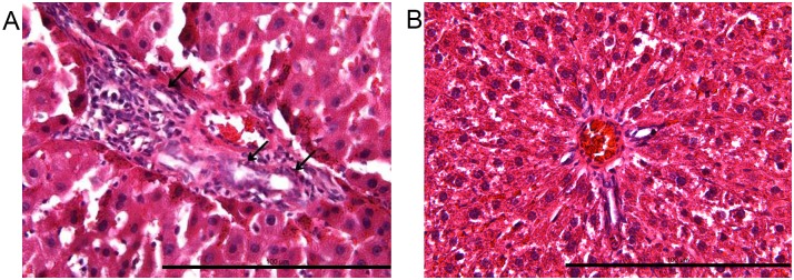 Fig 5