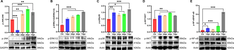 Fig 7