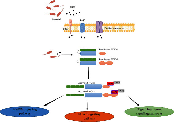 NOD1 and NOD2 Are Potential Therapeutic Targets for Cancer ...