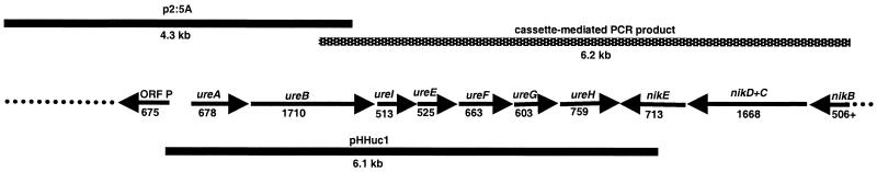 FIG. 1