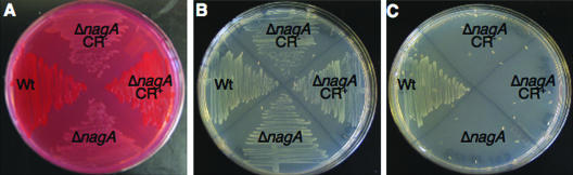 FIG. 4.